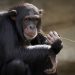 memoria chimpancés