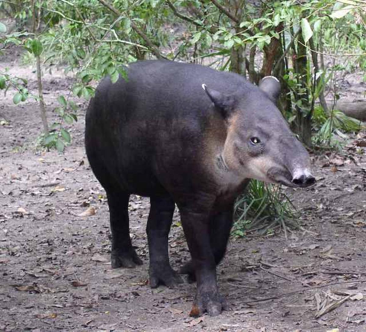 tapir danta