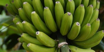 plátano modificado