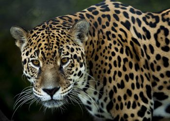 jaguar extincion