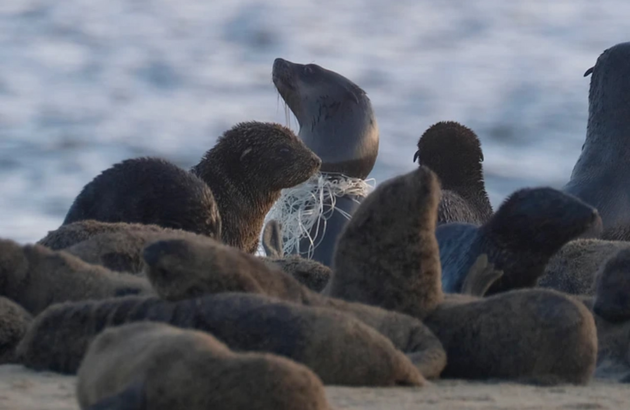 focas de Namibia