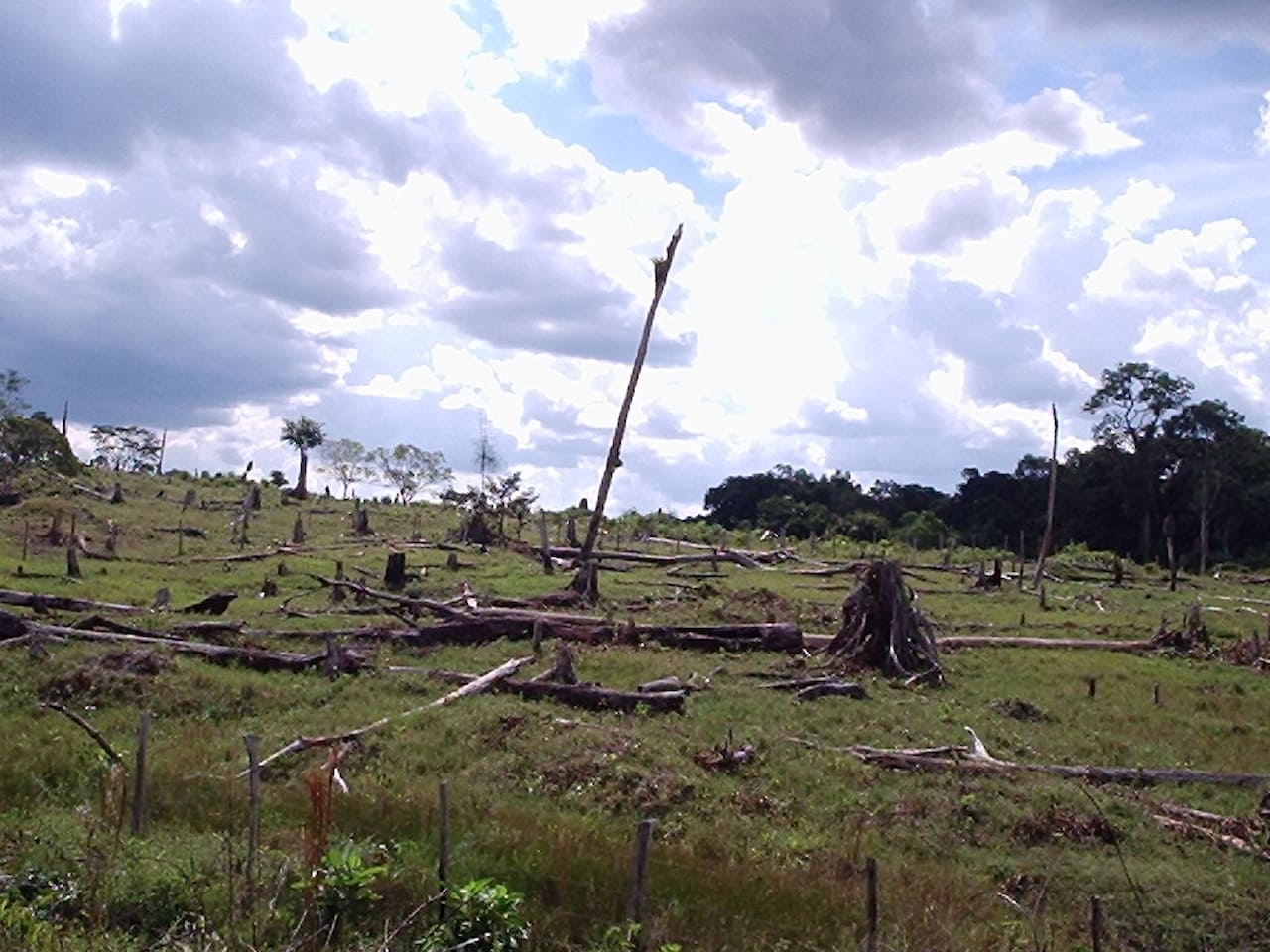 narcodeforestacion de la Amazonia
