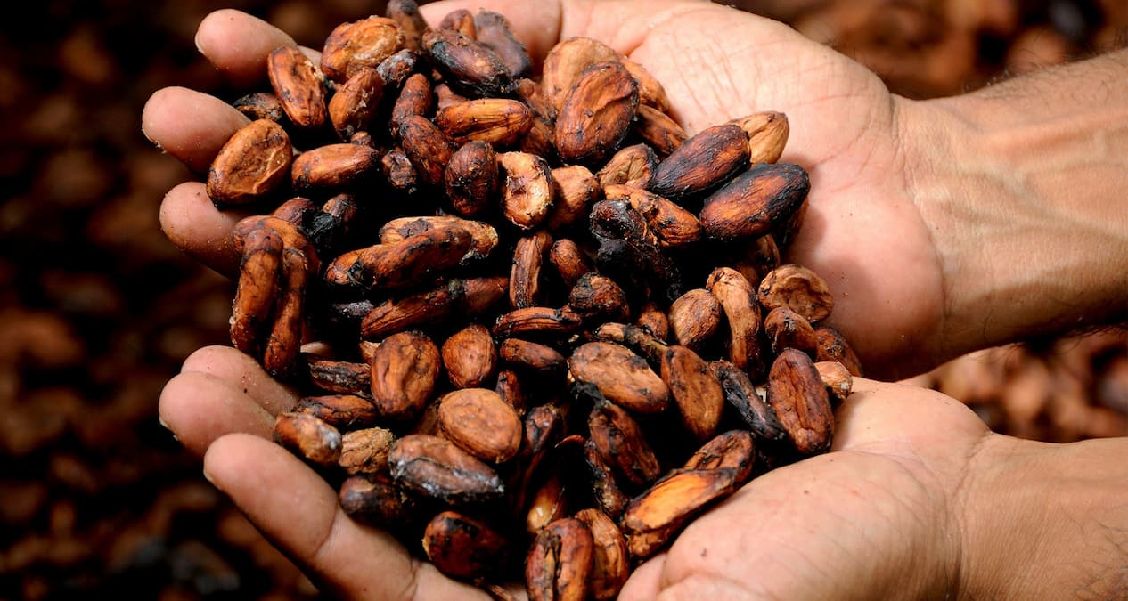 productores cacao