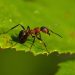 hormigas biocombustibles