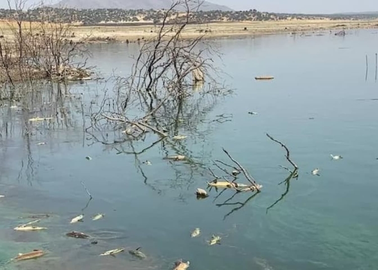 pez embalse ecocidio
