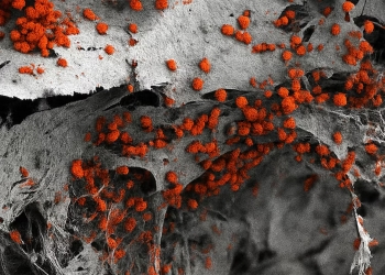 medula osea artificial