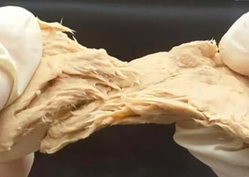 hongos modificados carne