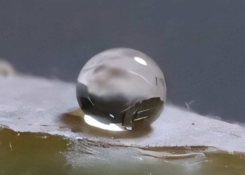 recubrimiento hongo madera plastico