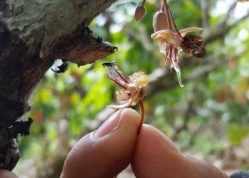 polinizadores olvidados biodiversidad