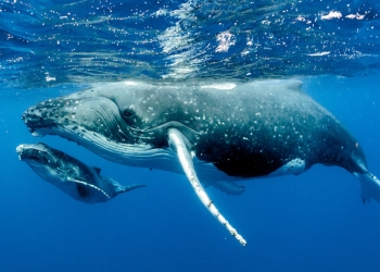 especies migratoria declive