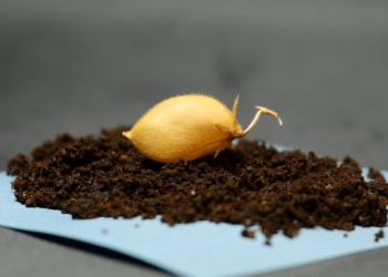 Los investigadores eligieron la variedad de garbanzo 'Myles' para este estudio/ news.utexas.edu