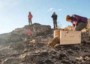 Rewilding especies clave ecosistemas