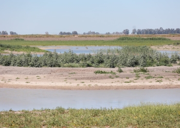 humedal Reboso Sur Donana