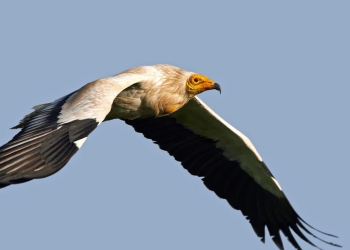 alimoches especie Espana Italia