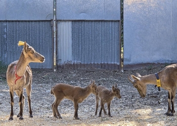cabras salvajes in vitro