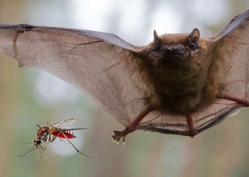 murcielagos control plagas