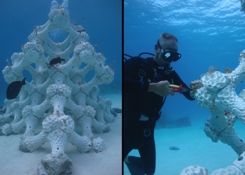 Arcilla arrecifes coral