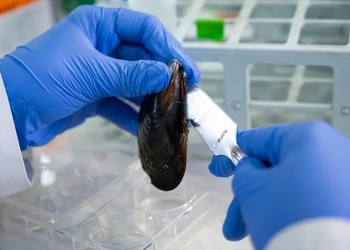 adhesivo biomedico mejillones