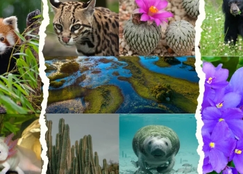 creditos biodiversidad rescate ecologico