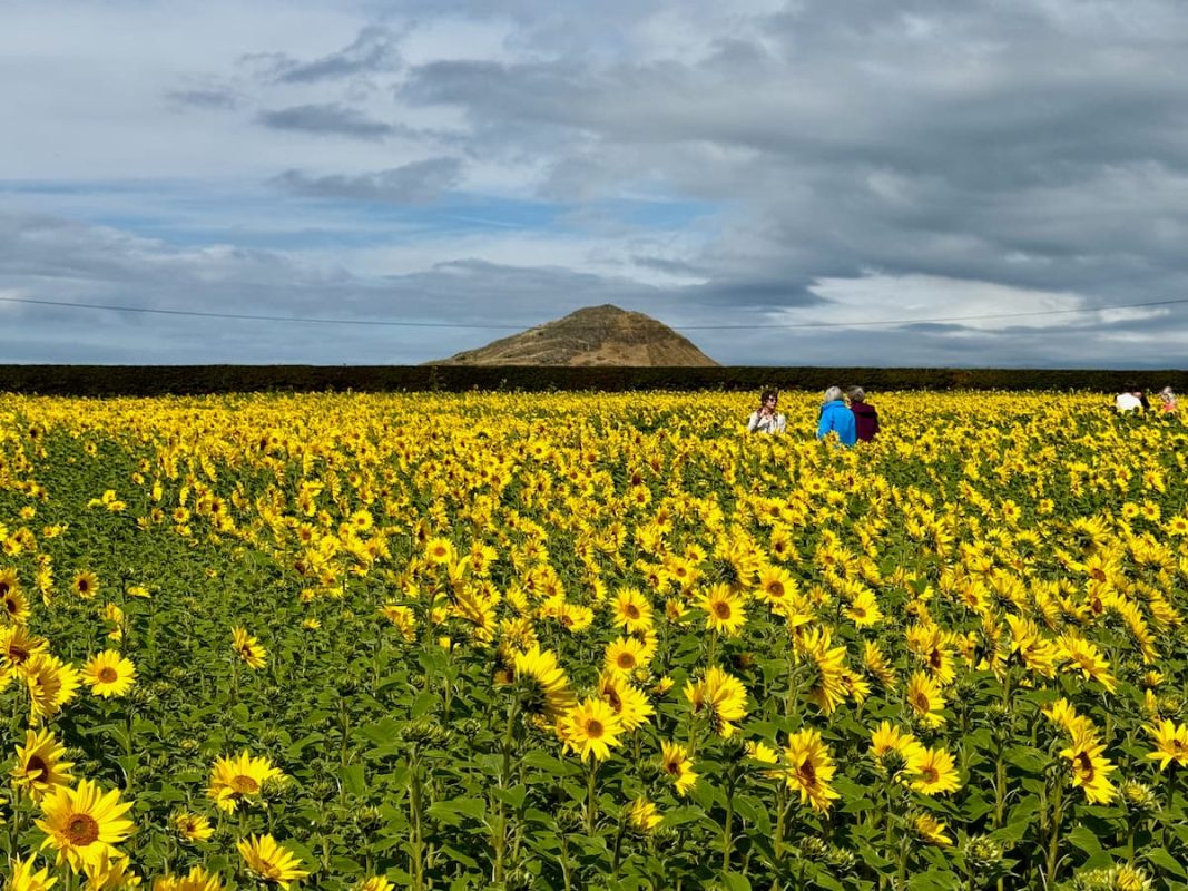 campos girasoles