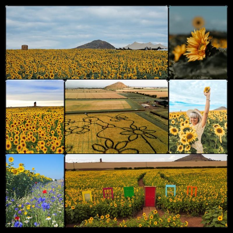 campos girasoles iniciativa