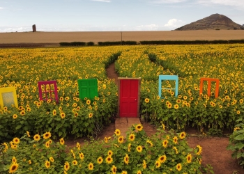 campos girasoles lucha cancer