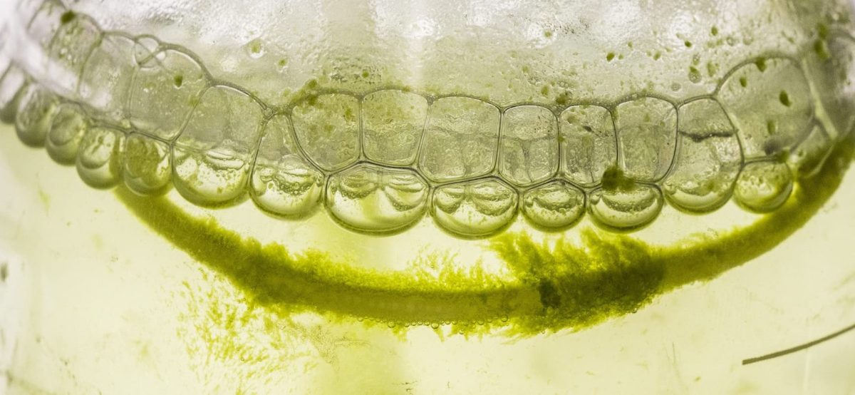 microalgas biomasa