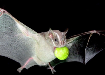 murcielagos papel ambiental planeta