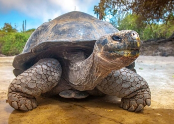 Tortuga gigante en las Islas Galápagos/ iStock