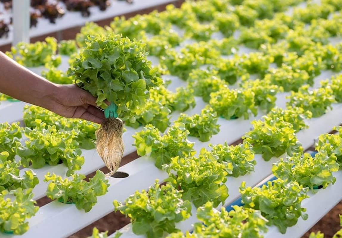 algoritmos agricultura tierra