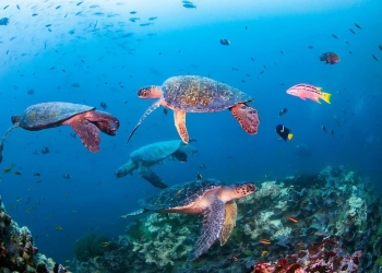 COP17 ambiental acciones