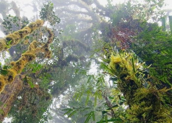 deforestación mundial planeta