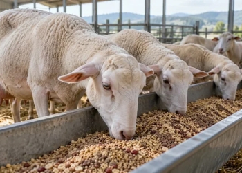 legumbres nutrición ovina