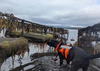 Escocia perra plaga marina