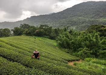 Taiwán té climática