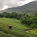 Taiwán té climática